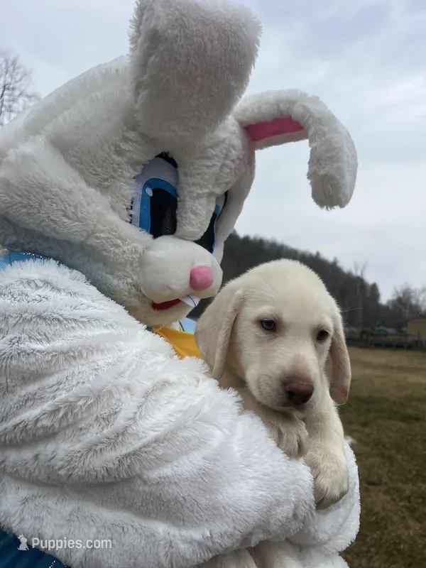 AKC Ready to Go Lab  – Labrador Retriever puppy for sale in White Sulphur Springs, WV