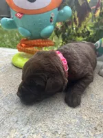 AKC Labrador Retriever , a female Labrador Retriever for sale in White Sulphur Springs, WV – 2 of 2