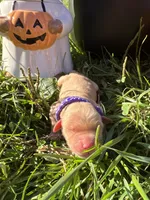 AKC Golden Retriever , a female Golden Retriever for sale in White Sulphur Springs, WV – 2 of 2