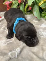 AKC Chocolate Labrador Retriever , a male Labrador Retriever for sale in White Sulphur Springs, WV – 2 of 2
