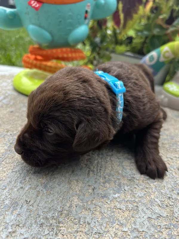 AKC Labrador Retriever  – Labrador Retriever puppy for sale in White Sulphur Springs, WV