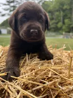 AKC Labrador Retriever , a male Labrador Retriever for sale in White Sulphur Springs, WV – 2 of 2