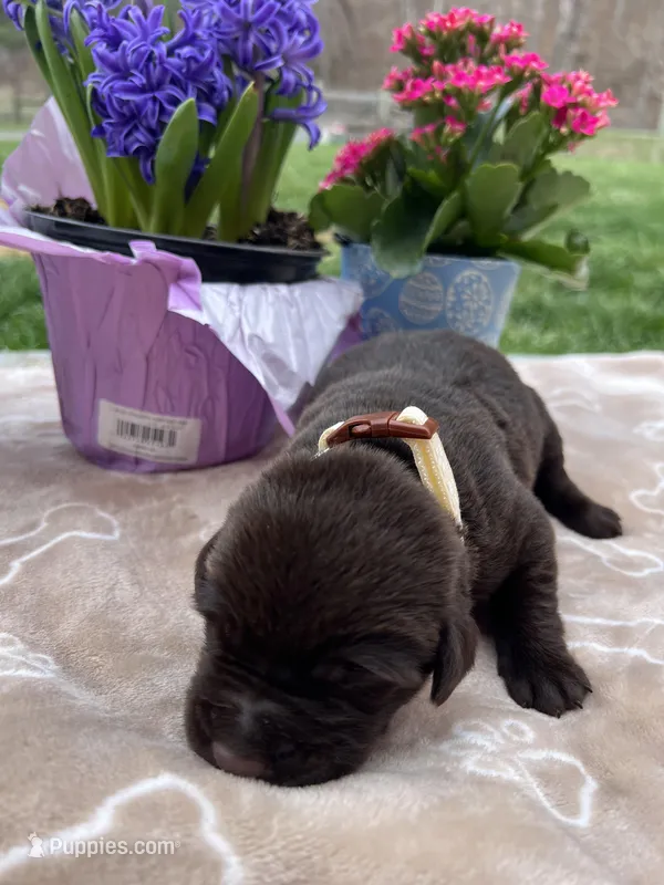AKC Chocolate Labrador Retriever  – Labrador Retriever puppy for sale in White Sulphur Springs, WV