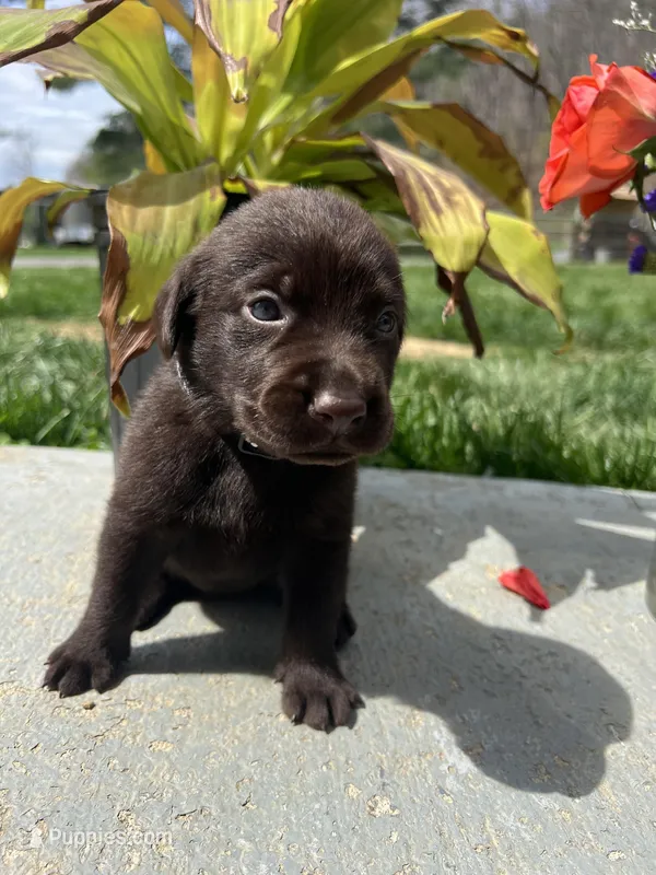 AKC Chocolate Labrador Retriever  – Labrador Retriever puppy for sale in White Sulphur Springs, WV