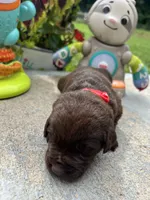 AKC Labrador Retriever , a female Labrador Retriever for sale in White Sulphur Springs, WV – 2 of 2