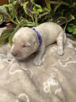 AKC Golden Retriever , a female Golden Retriever for sale in White Sulphur Springs, WV – 2 of 2