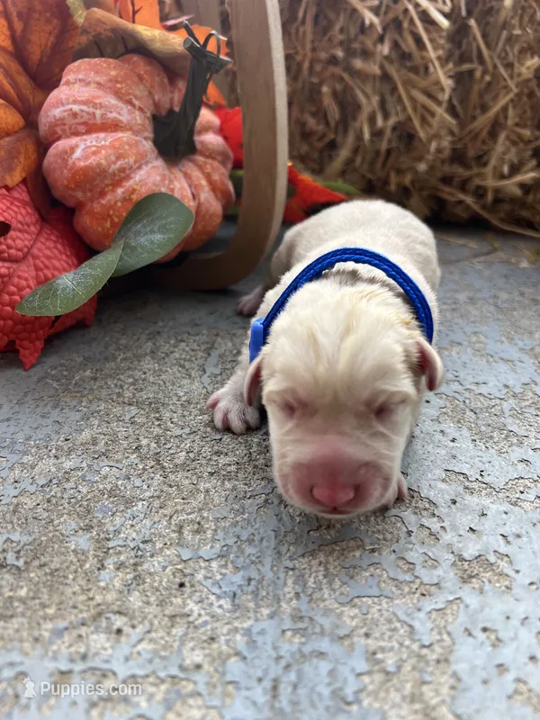 AKC Labrador Retriever  – Labrador Retriever puppy for sale in White Sulphur Springs, WV