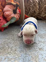 AKC Labrador Retriever , a male Labrador Retriever for sale in White Sulphur Springs, WV – 1 of 2