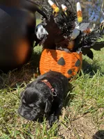 AKC Black Labrador Retriever , a female Labrador Retriever for sale in White Sulphur Springs, WV – 2 of 2