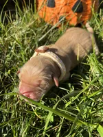 AKC Golden Retriever , a female Golden Retriever for sale in White Sulphur Springs, WV – 2 of 2