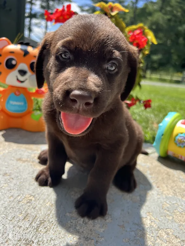 AKC Labrador Retriever  – Labrador Retriever puppy for sale in White Sulphur Springs, WV