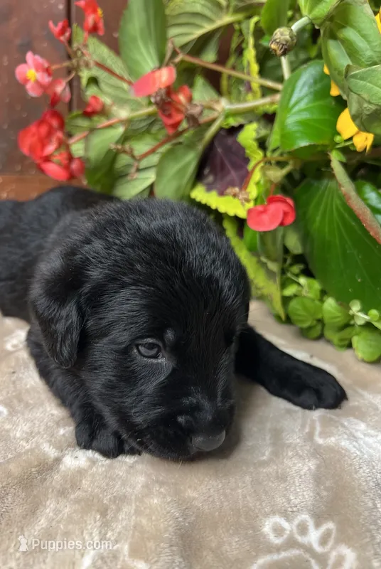 AKC Black Labrador Retriever  – Labrador Retriever puppy for sale in White Sulphur Springs, WV