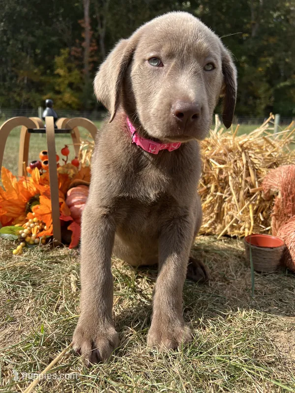 Discounted Ready to Go Home AKC Labrador Retriever  – Labrador Retriever puppy for sale in White Sulphur Springs, WV