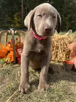 Discounted Ready to Go Home AKC Labrador Retriever , a female Labrador Retriever for sale in White Sulphur Springs, WV – 1 of 2
