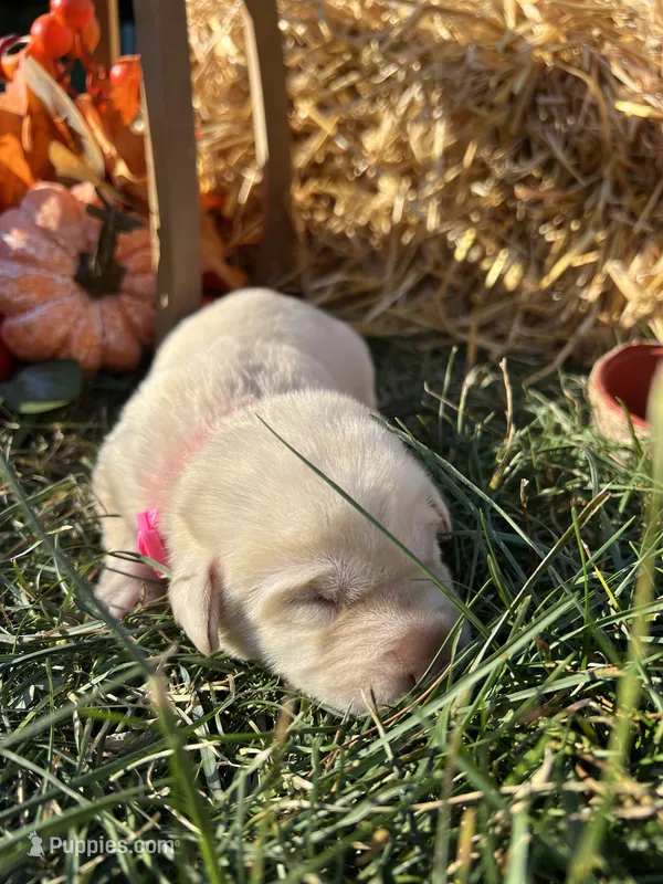 AKC Labrador Retriever  – Labrador Retriever puppy for sale in White Sulphur Springs, WV