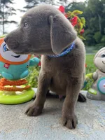 Ready to Go AKC Silver Labrador Retriever , a male Labrador Retriever for sale in White Sulphur Springs, WV – 2 of 2