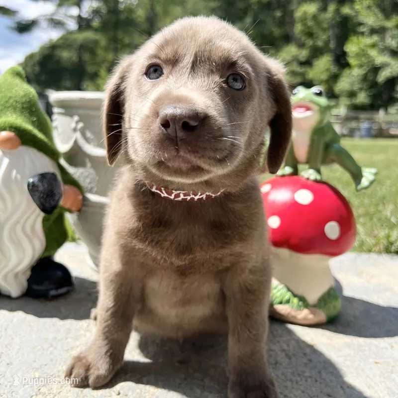 Ready to Go AKC Labrador Retriever  – Labrador Retriever puppy for sale in White Sulphur Springs, WV