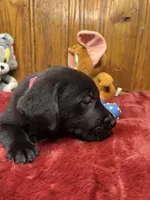 Ready to Go Lab , a female Labrador Retriever for sale in White Sulphur Springs, WV – Photo 2 of 2