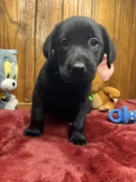 Ready to Go Lab , a female Labrador Retriever for sale in White Sulphur Springs, WV – Photo 1 of 2