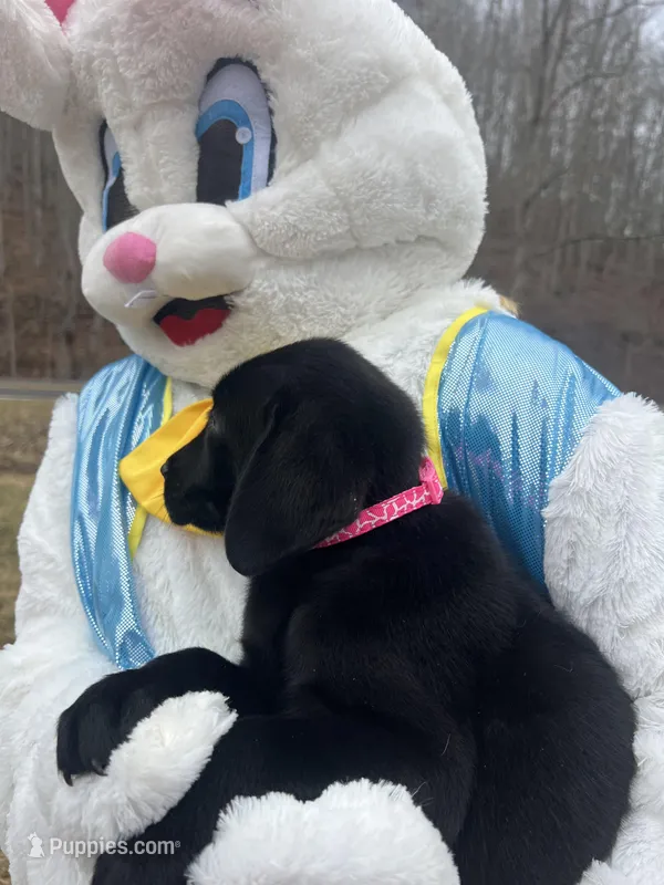 Ready to Go Lab  – Labrador Retriever puppy for sale in White Sulphur Springs, WV