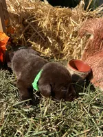Chocolate Labrador Retriever , a female Labrador Retriever for sale in White Sulphur Springs, WV – 2 of 2