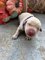AKC Labrador Retriever , a female Labrador Retriever for sale in White Sulphur Springs, WV – 3 of 3