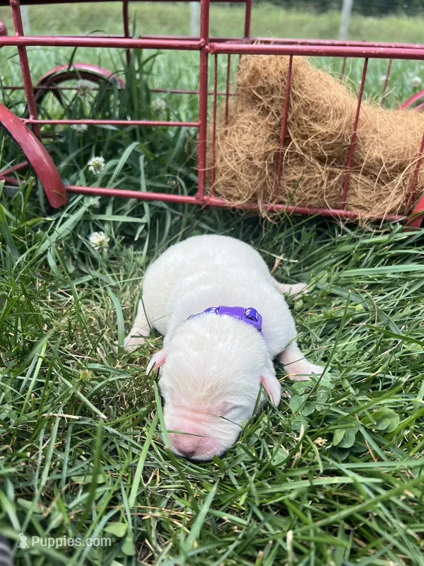 AKC Yellow Labrador Retriever  – Labrador Retriever puppy for sale in White Sulphur Springs, WV