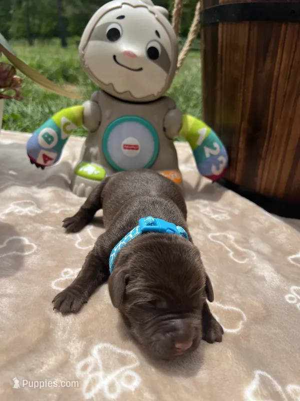 AKC Chocolate Labrador Retriever  – Labrador Retriever puppy for sale in White Sulphur Springs, WV