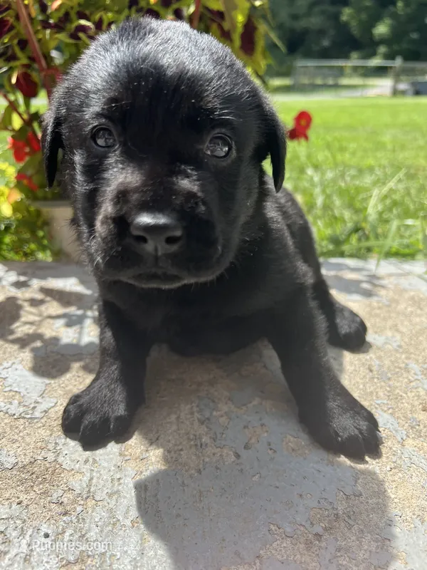 AKC Labrador Retriever  – Labrador Retriever puppy for sale in White Sulphur Springs, WV