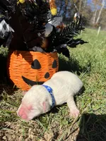 AKC Yellow Labrador Retriever , a male Labrador Retriever for sale in White Sulphur Springs, WV – 2 of 2