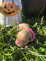 AKC Golden Retriever , a female Golden Retriever for sale in White Sulphur Springs, WV – 2 of 2