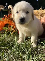 Ready to Go AKC Golden Retriever , a male Golden Retriever for sale in White Sulphur Springs, WV – 5 of 6