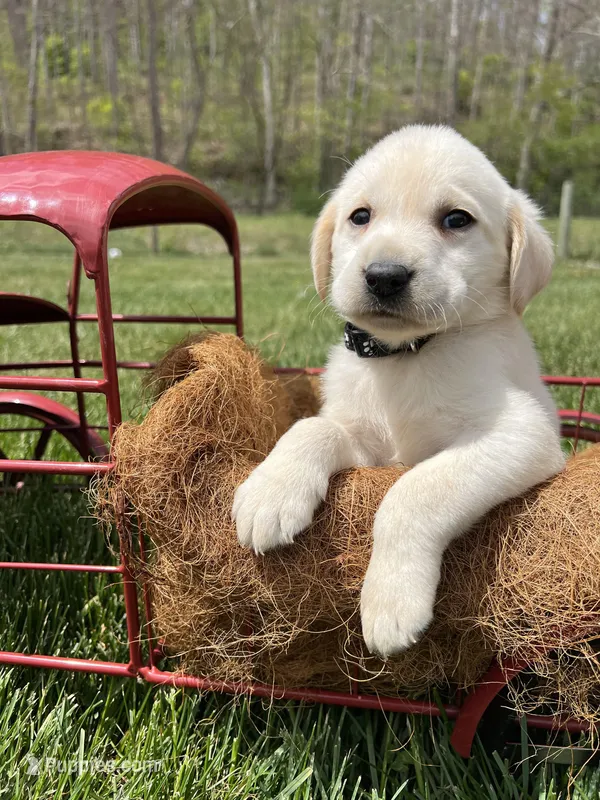 Ready to Go AKC Labrador Retriever  – Labrador Retriever puppy for sale in White Sulphur Springs, WV