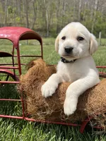 Ready to Go AKC Labrador Retriever , a male Labrador Retriever for sale in White Sulphur Springs, WV – 1 of 2