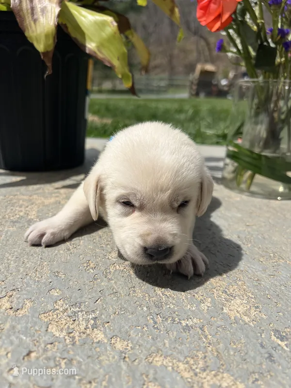 AKC Labrador Retriever  – Labrador Retriever puppy for sale in White Sulphur Springs, WV