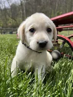 Ready to Go AKC Labrador Retriever , a male Labrador Retriever for sale in White Sulphur Springs, WV – 2 of 2