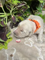AKC Golden Retriever , a male Golden Retriever for sale in White Sulphur Springs, WV – 2 of 2