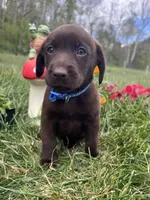 Ready to Go Chocolate Labrador Retriever , a male Labrador Retriever for sale in White Sulphur Springs, WV – 2 of 2