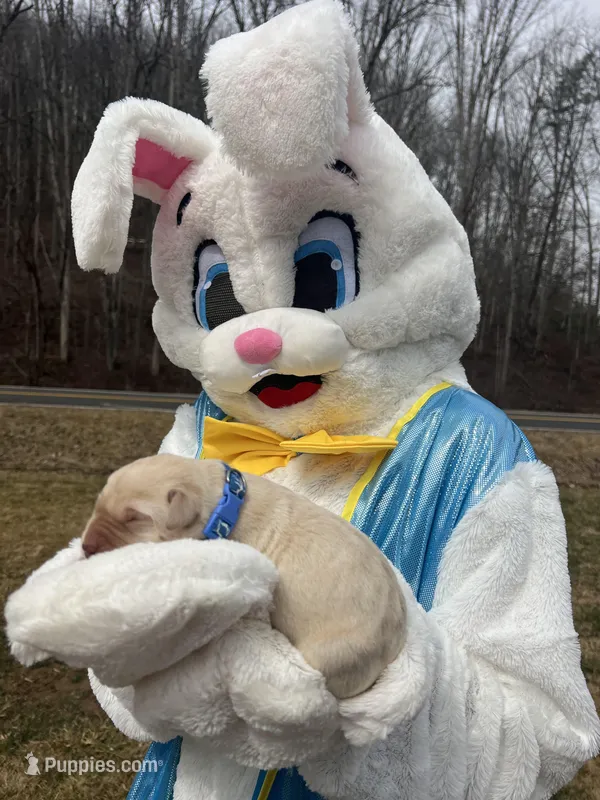 AKC Labrador Retriever  – Labrador Retriever puppy for sale in White Sulphur Springs, WV