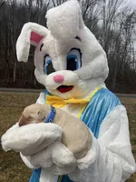 AKC Labrador Retriever , a male Labrador Retriever for sale in White Sulphur Springs, WV – Photo 1 of 2