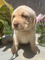 Ready to Go Home AKC Labrador Retriever , a male Labrador Retriever for sale in White Sulphur Springs, WV – Photo 2 of 2