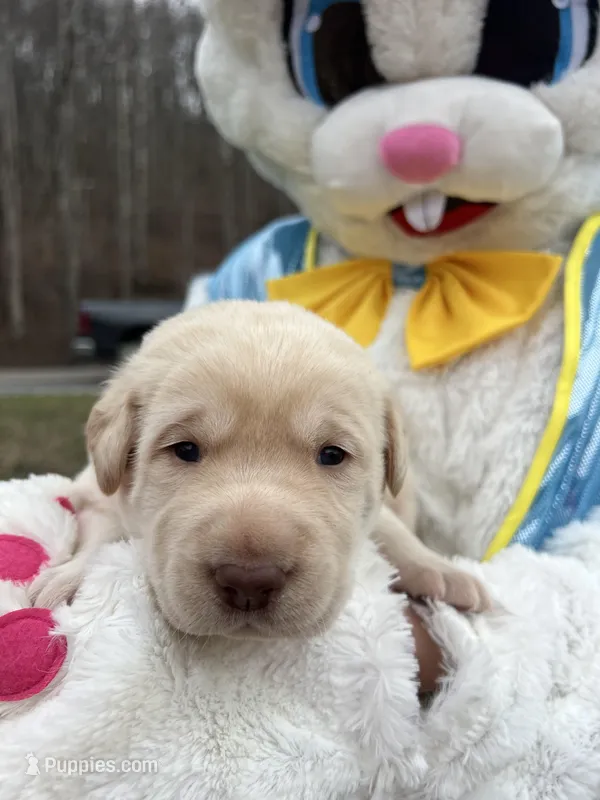 AKC Labrador Retriever  – Labrador Retriever puppy for sale in White Sulphur Springs, WV