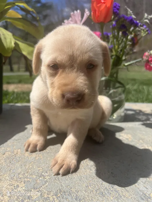Ready to Go Home AKC Labrador Retriever  – Labrador Retriever puppy for sale in White Sulphur Springs, WV