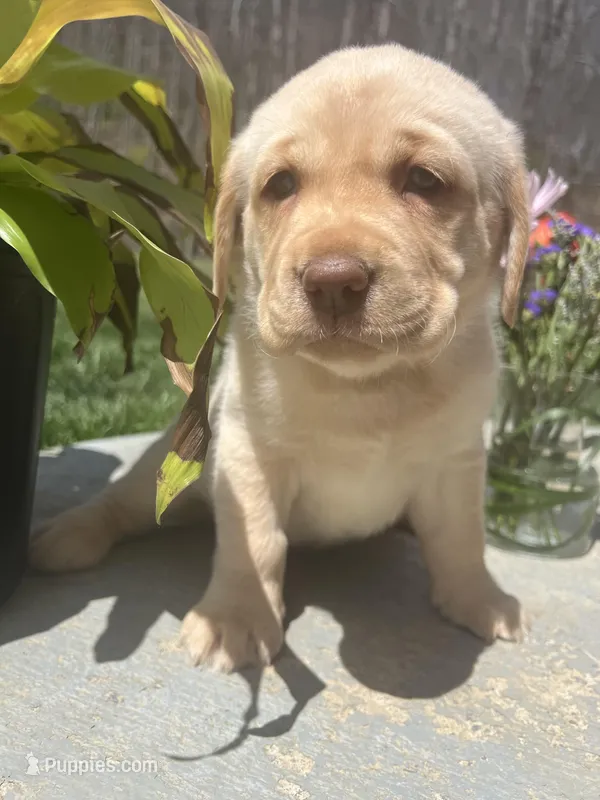 Ready to Go Home AKC Labrador Retriever  – Labrador Retriever puppy for sale in White Sulphur Springs, WV