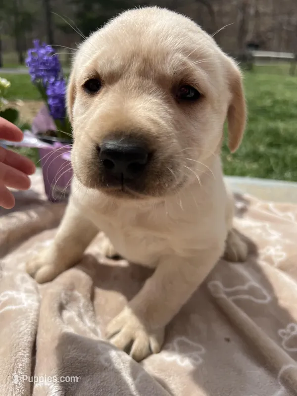 AKC Labrador Retriever  – Labrador Retriever puppy for sale in White Sulphur Springs, WV