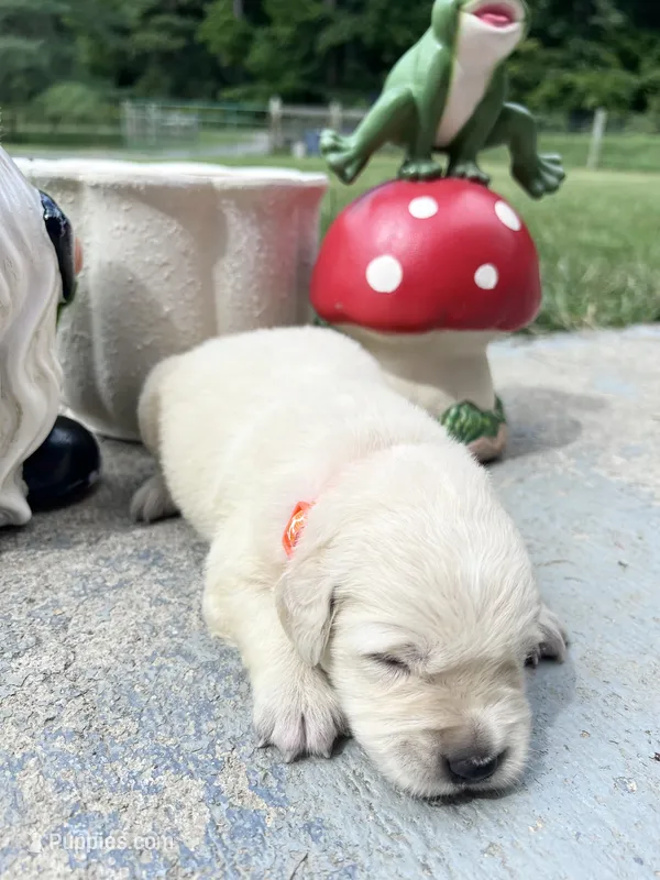 AKC Russian Cream Golden Retriever  – Golden Retriever puppy for sale in White Sulphur Springs, WV