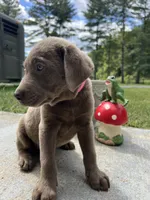 Discounted Ready to Go AKC Silver Labrador Retriever , a female Labrador Retriever for sale in White Sulphur Springs, WV – 2 of 2