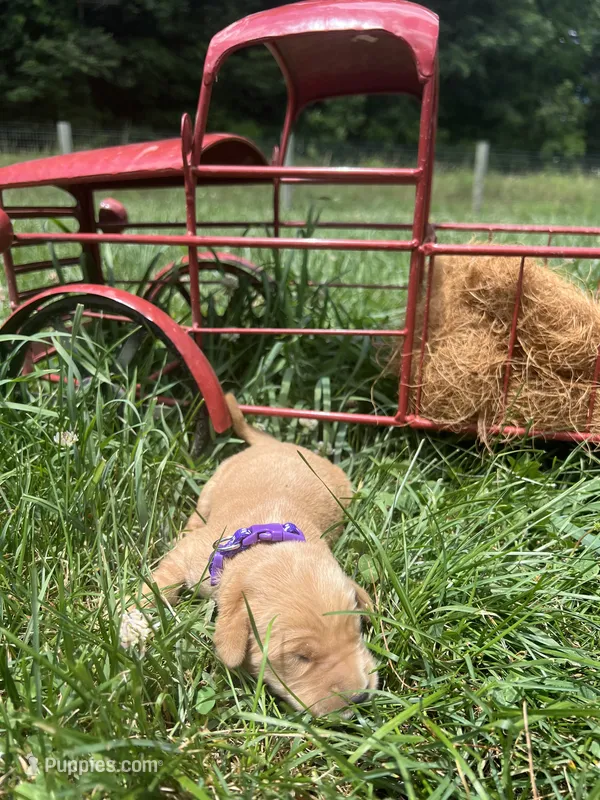 AKC Golden Retriever  – Golden Retriever puppy for sale in White Sulphur Springs, WV