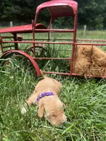 AKC Golden Retriever , a female Golden Retriever for sale in White Sulphur Springs, WV – 1 of 2