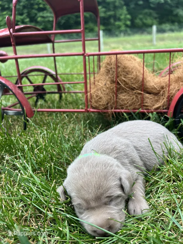 AKC Silver Labrador Retriever  – Labrador Retriever puppy for sale in White Sulphur Springs, WV